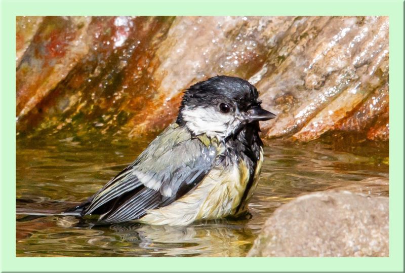 Kohlmeise badet